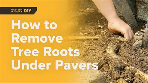 How To Remove Tree Roots Under Pavers Youtube