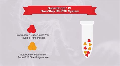 Reverse Transcription Education Thermo Fisher Scientific Kr