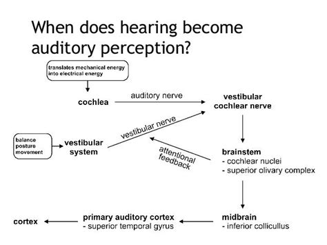 Auditory perception