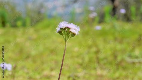 Landscape Mode Flowers Of Ageratum Conyzoides Also Known As Tropical