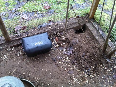 Rat Traps Near Chicken Coop at Terri Kent blog