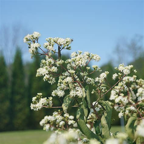 Proven Winners Shrubs To Keep An Eye Out For — Annotations Plants