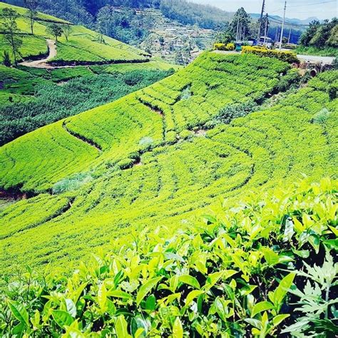 A ceyloni tea története Magyarok Sri Lankán Utazási Iroda