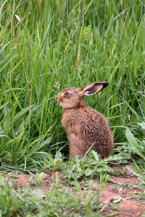 Brown Hare Leveret Rspb Bempton Cliffs Michael Atkinson Flickr