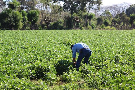 SAG capacitará a más de 500 productores y técnicos en manejo de plagas