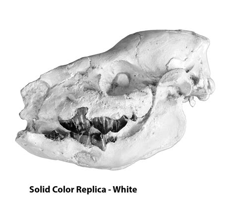 Subhyracodon sp. Baby Rhino Skull – Solid Color Replica – Black Hills ...