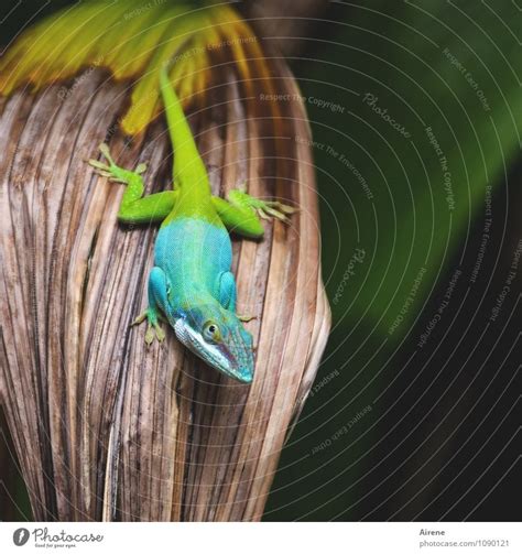 Kann Ich Jetzt Gehen Von Gl Ckimwinkl Ein Lizenzfreies Stock Foto Zum