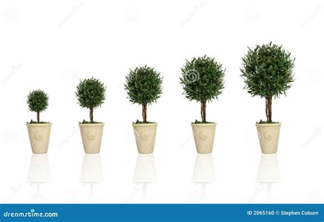 Growing Plant stock photo. Image of plant, stages, heightening - 2065160