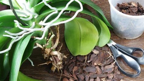 How To Revive An Orchid In Easy Steps