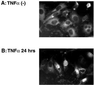 TNF Treatment Induces Nuclear Accumulation Of FLASH The Cells Were