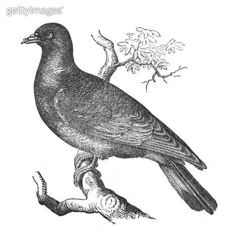 Common Wood Pigeon Columba Palumbus Vintage Engraved Illustration