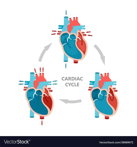 Phases Cardiac Cycle Diastole Atrial Royalty Free Vector 6048 Hot Sex Picture