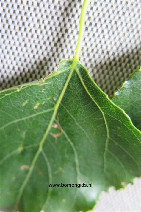 Herken De Boomsoort NL Italiaanse Populier Latin Populus Nigra UK