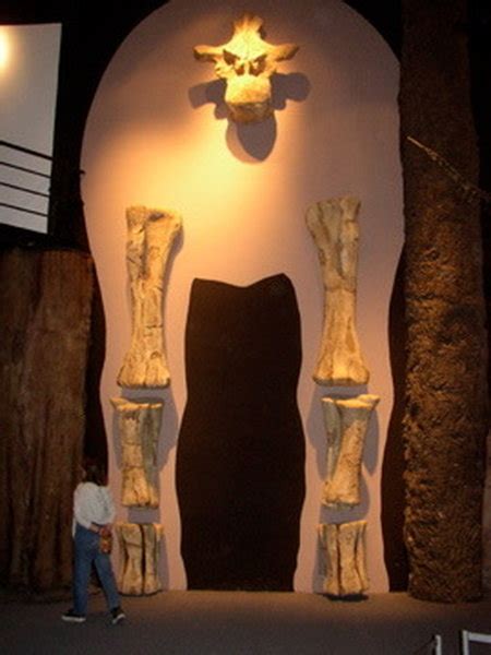 Crosss Section Of The Real Argentinosaurus With Leg And Spine Fossils