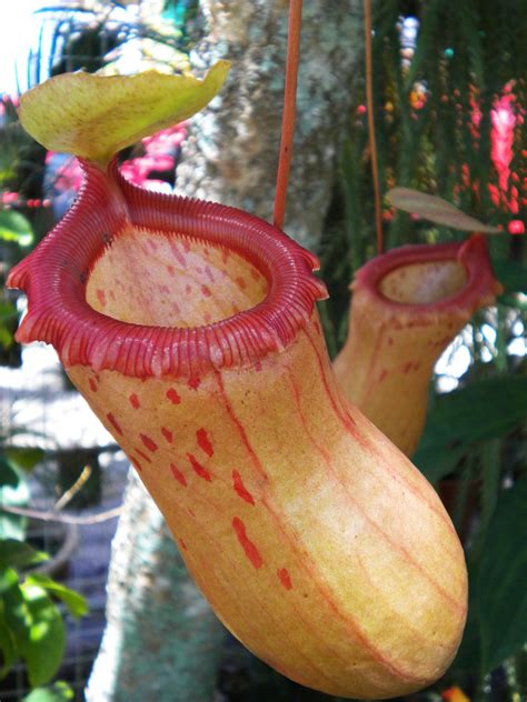 Rat Eating Pitcher Plant Nepenthes Attenboroughii Carnivorous