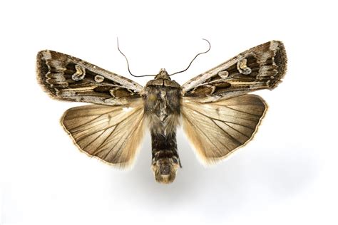 Miller Moths Army Cutworm April 28 2014 — Texas Insect