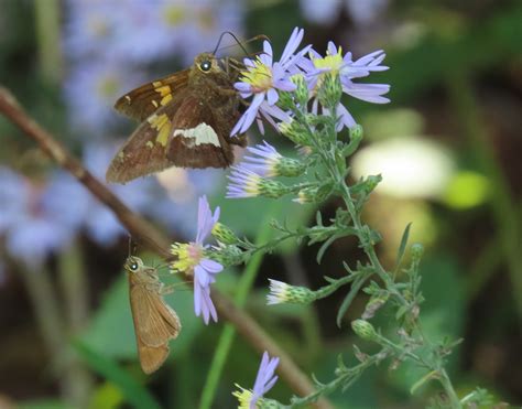 Ocola Skipper From Union County Il Usa On October At