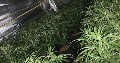 Hundreds Of Cannabis Plants Seized In Huge Drugs Bust Birmingham Live