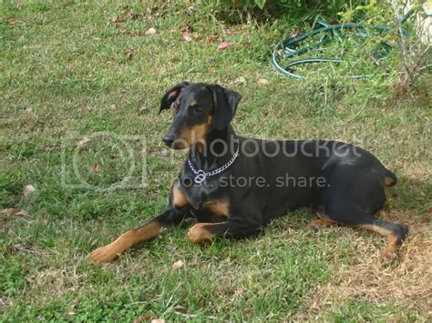 Doberman Pinscher With Uncropped Ears | [#] Lunawsome