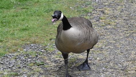 The Canada Goose Is Winning The War With Humans Iflscience