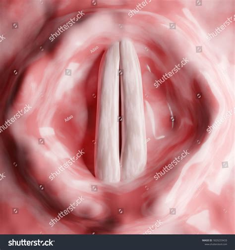 270 Anatomy Vocal Folds Images, Stock Photos & Vectors | Shutterstock