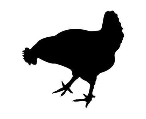 Premium Vector Vector Chicken Silhouette Isolated On White Background