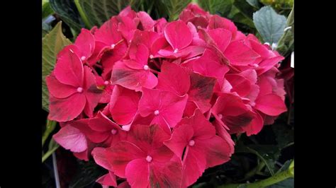 Hydrangea Macrophylla Magical® Ruby Red Stunning Deep Red Flowers And