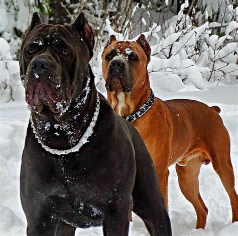 Cane Corso Dogs Corso Dog Cane Corso Cane Corso Dog