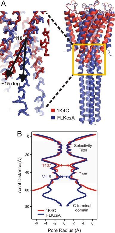 Influence Of The C Terminal Truncation On The Conformation Of The Inner