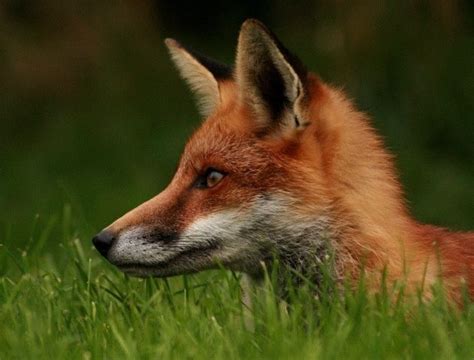 141 Best Fox Head Profile Images On Pinterest Fox Red Fox And Red