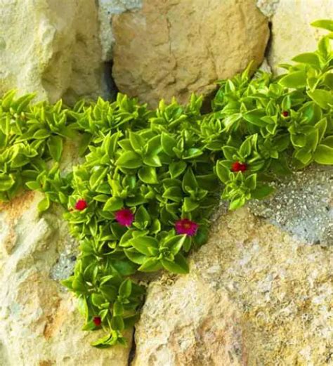 Aptenia Cordifolia Succulent Guide