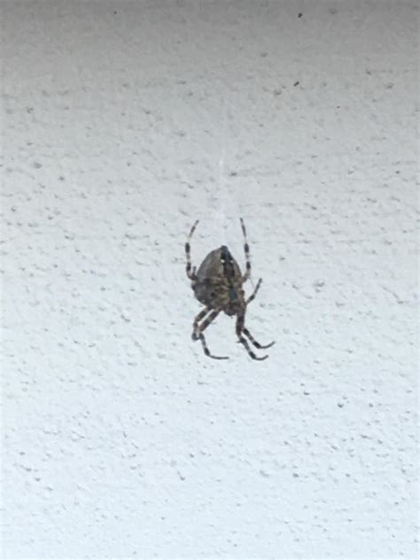 Unidentified Spider In Oakland California United States