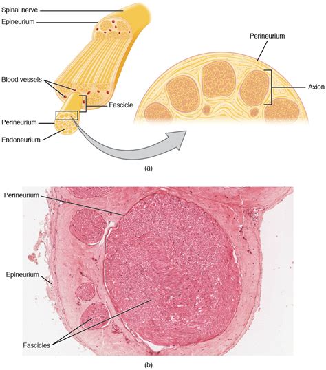 13.2 Ganglia and Nerves – Anatomy & Physiology