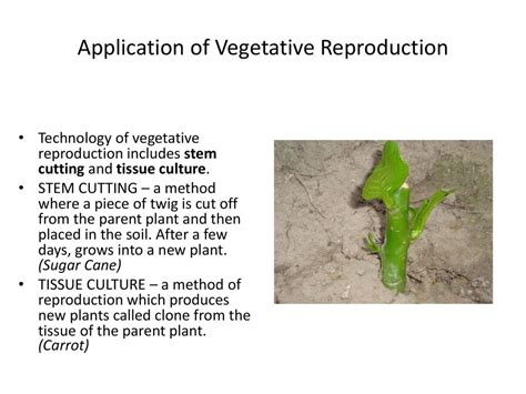 Plant Life 4thq Unit Ppt Download