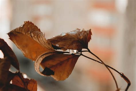 Images Gratuites Feuille Branche Brindille Plante