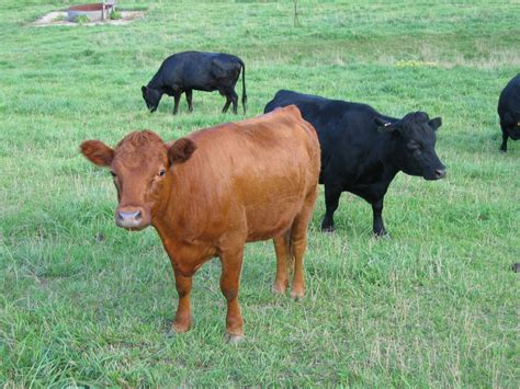 Dexter Cattle - Ideal Cattle Breed for Small Acreages | | Breeder, Cattle, Dexter, Farm ...