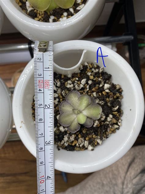 Pinguicula Colimensis X Cyclosecta And Cyclosecta Furniture Home