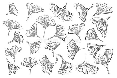 Ginkgo Biloba Hand Drawn Ink Sketch Set Abstract Jinkgo Leaves Stock