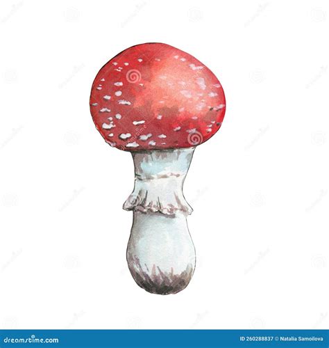 Small Red Fly Agaric Poisonous Mushroom Watercolor Stock Illustration