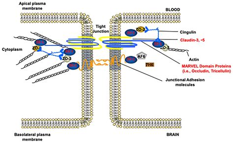 Frontiers Structure Function And Regulation Of The Blood Brain