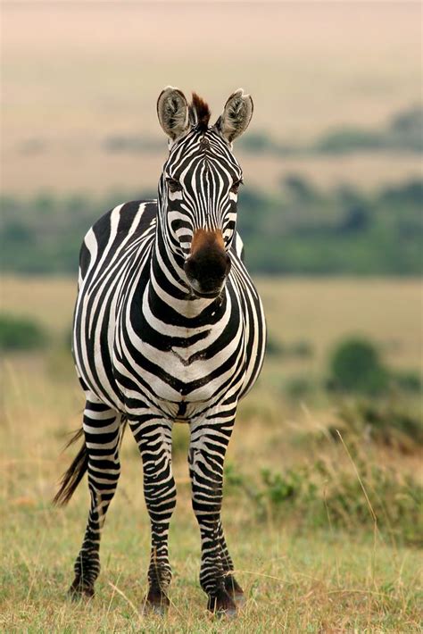 Pin by Britta on Animals - Zebras | Animals beautiful, Animals wild, Zebras