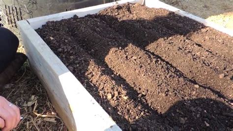 Planting Carrots In A Raised Bed YouTube