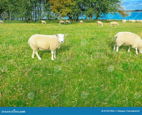 Rutland Water Nature Reserve Stock Photo Image Of Sheep Scenary