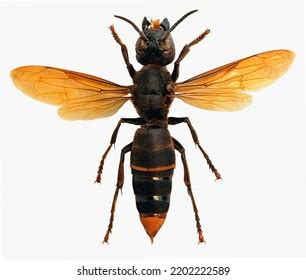 Vespa Analis Analis Hornet White Background Stock Photo 2202222589 ...