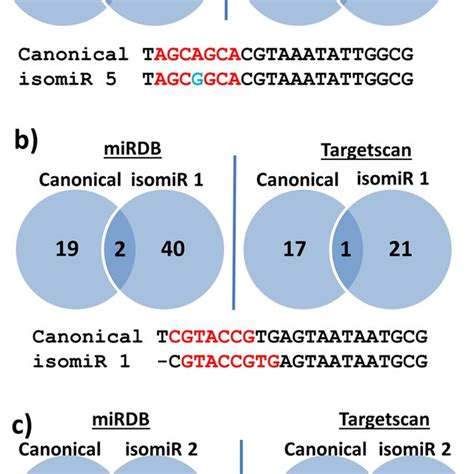 Target Prediction A Mrna Target Prediction Of Mir 16 5p And Its Download Scientific Diagram