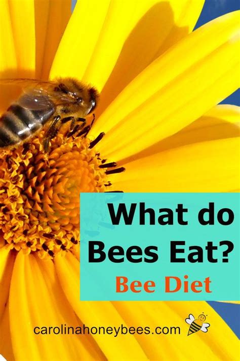 What Do Bees Eat The Honey Bee Diet Carolina Honeybees Bee Bee