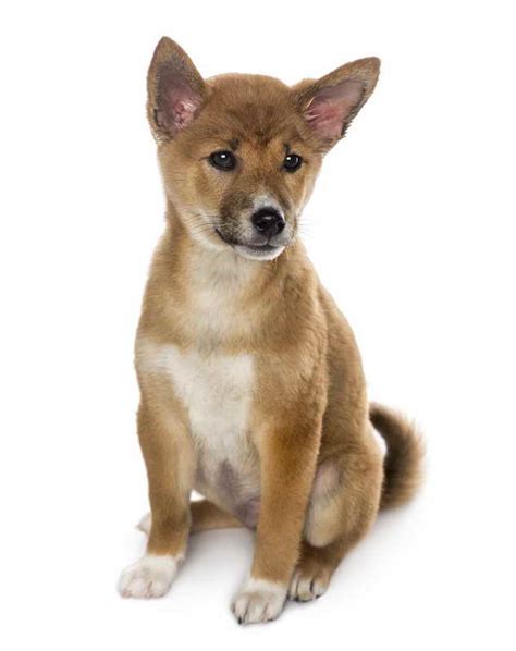 Basenji Shiba Inu Mix | PETSIDI