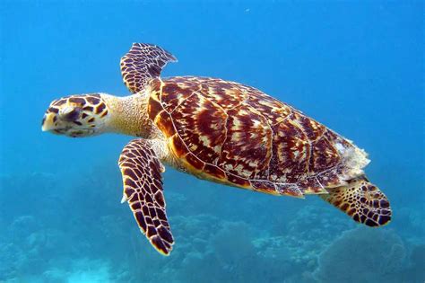 Hawksbill-sea-turtle-facts | Environment Buddy