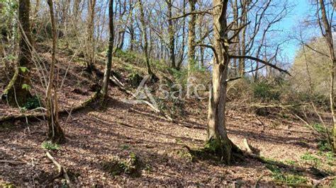 Parcelles En Nature De Bois Taillis