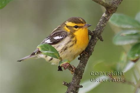 Blackburnian Warbler Female Blackburnian Warbler At High I Flickr